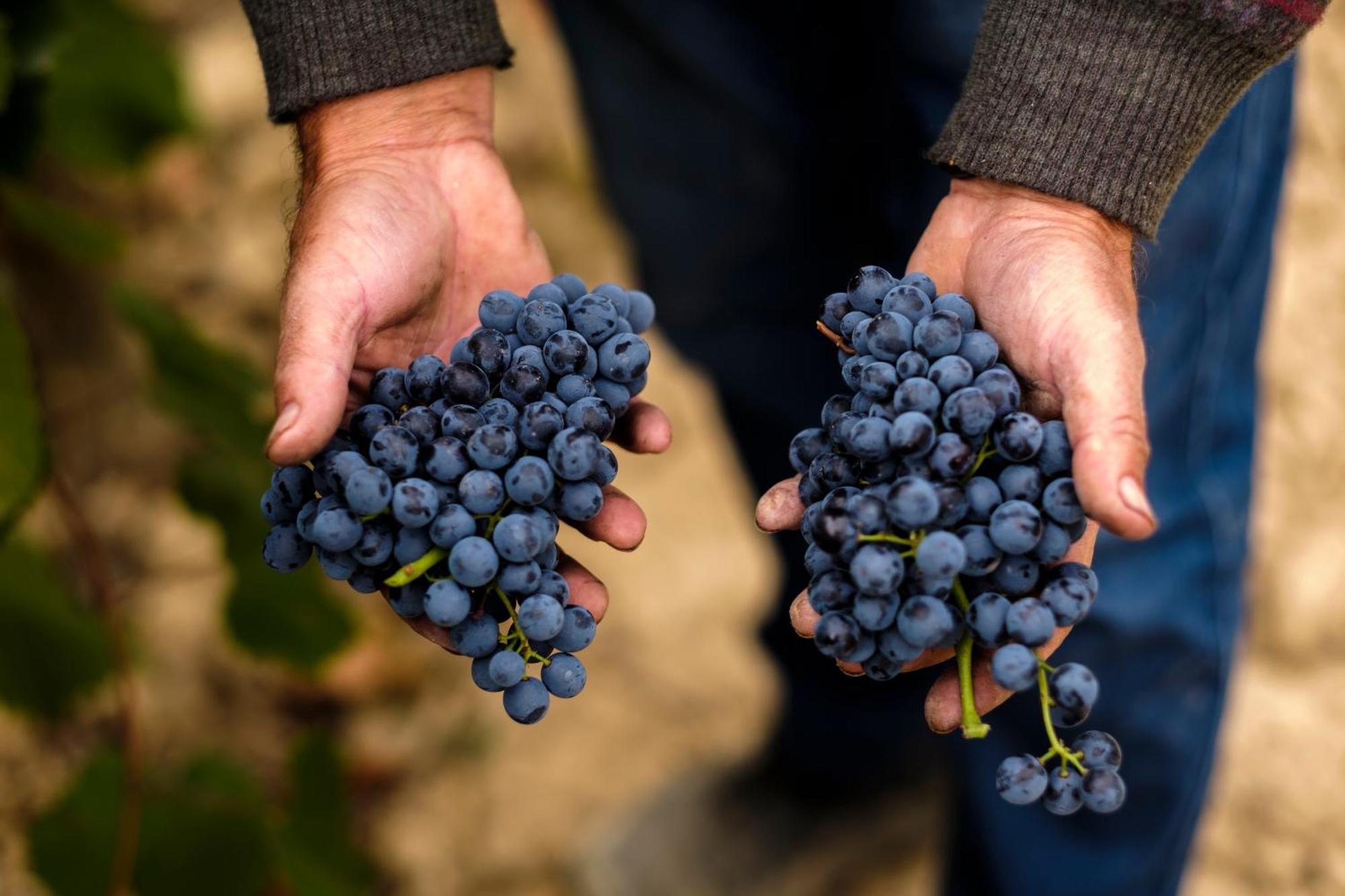 Enoturismo Celler Pinol Lägenhet Batea Exteriör bild