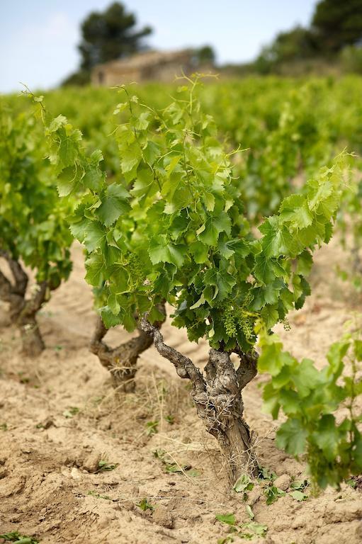 Enoturismo Celler Pinol Lägenhet Batea Exteriör bild